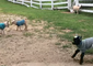 Baby Goats Jump for Joy in Their New Sweaters