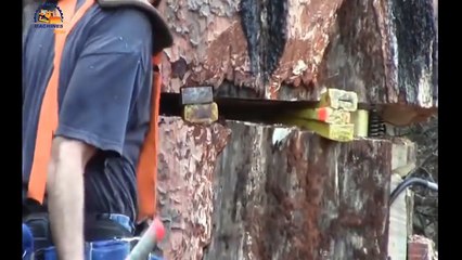 Amazing Dangerous Skills Fastest Tree Felling, Heavy Biggest Tree Cutting Down Machines