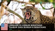 Jaguar kabur dan bunuh enam binatang - TomoNews