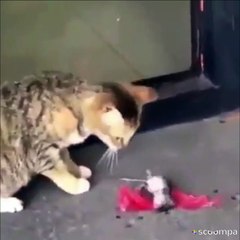 La souris qui se la joue à la Neymar (simulation) !