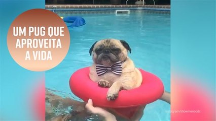 Este cachorro sabe como aproveitar a vida