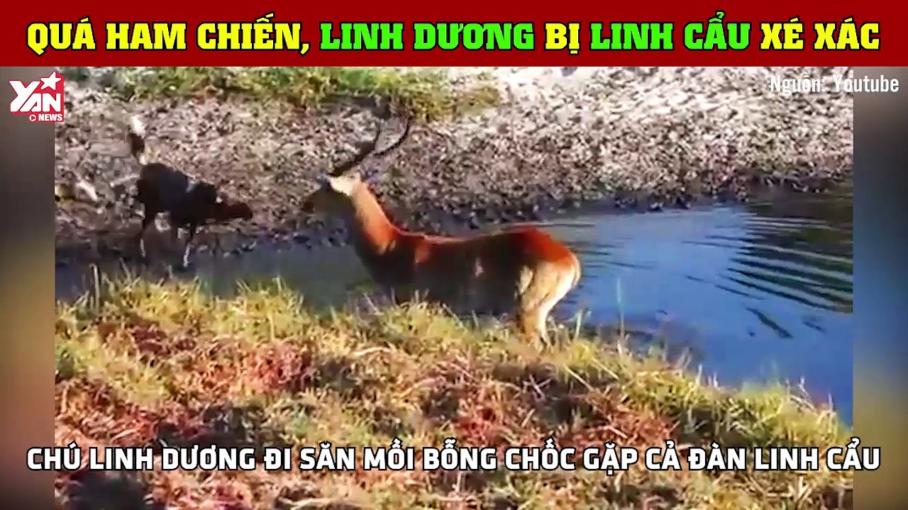 Quá ham chiến, linh dương bị linh cẩu xé xác