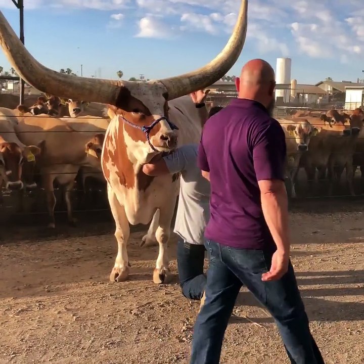 Mess With This Bull, You'll Get the Horns