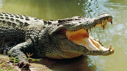 Vadodara : Forest Department rescues baby crocodile comes out from Vishwamitri River | Oneindia News