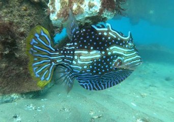 Beautiful Cowfish Shows off Striking, Fluorescent Body