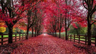 3.5 HRS Soothing/Romantic/Ambient Piano Music with Fall Foliage Scenery Part 9