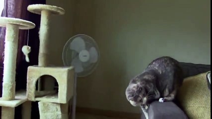 Cat vs  Dog S01xxE02 I m Afraid of My Dog  - Part 03