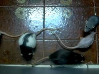 Vidéo des filles sorties dans la salle de bain 1