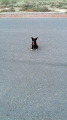 Beautiful cute dog puppy must watch