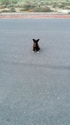 Beautiful cute dog puppy must watch