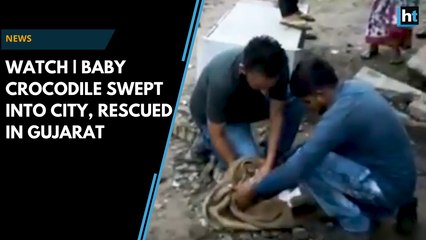 Watch | Baby crocodile swept into city because of rain rescued in Gujarat