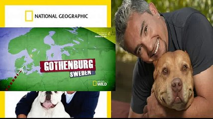 National Geographic Wild Cesar Millan The Real Story