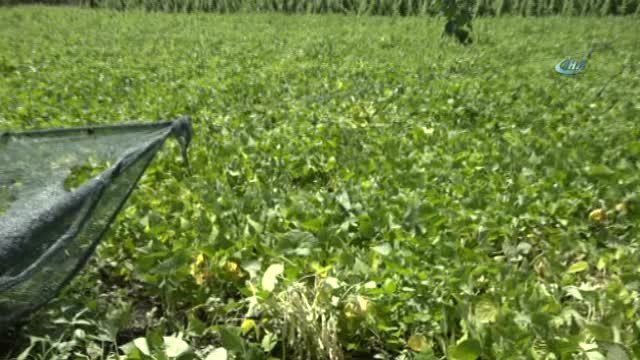 Erzincan'da Tarla Günü Düzenlendi