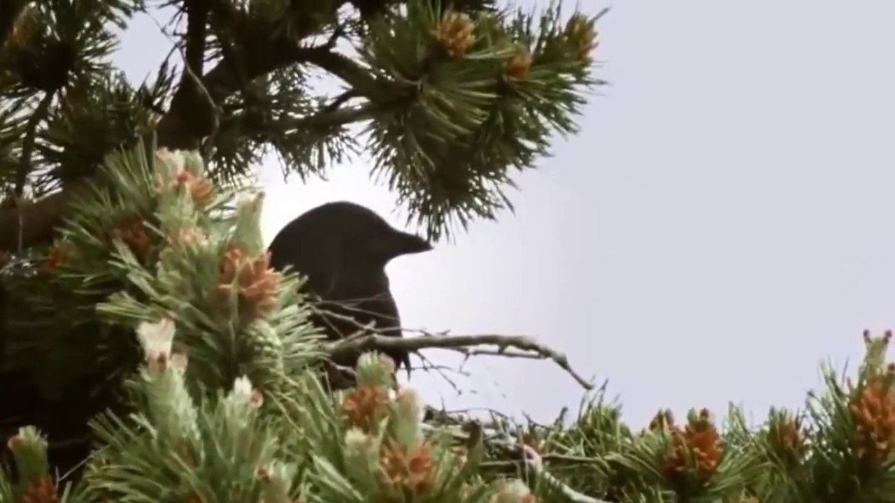 Animals Documentary 2018 | The Secret Life of Crows 1