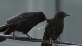 Animals Documentary 2018 | The Secret Life of Crows 2