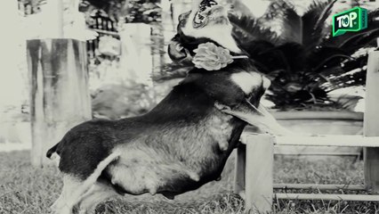 Rottweiler con barriga gigante da a la luz, después del sexto cachorro la ama entiende su gran error