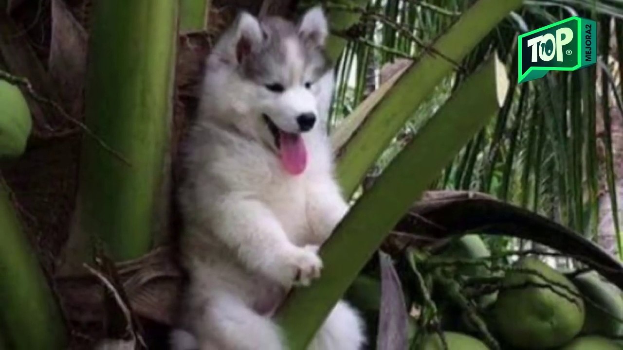 ESTE CACHORRO SE QUEDA  ARRIBA DE UN ÁRBOL ESPERANDO QUE SU DUEÑO VENGA POR EL
