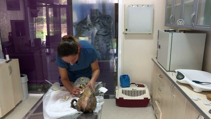 Yanan kediyi hayvanseverler hayata bağladı - İZMİR