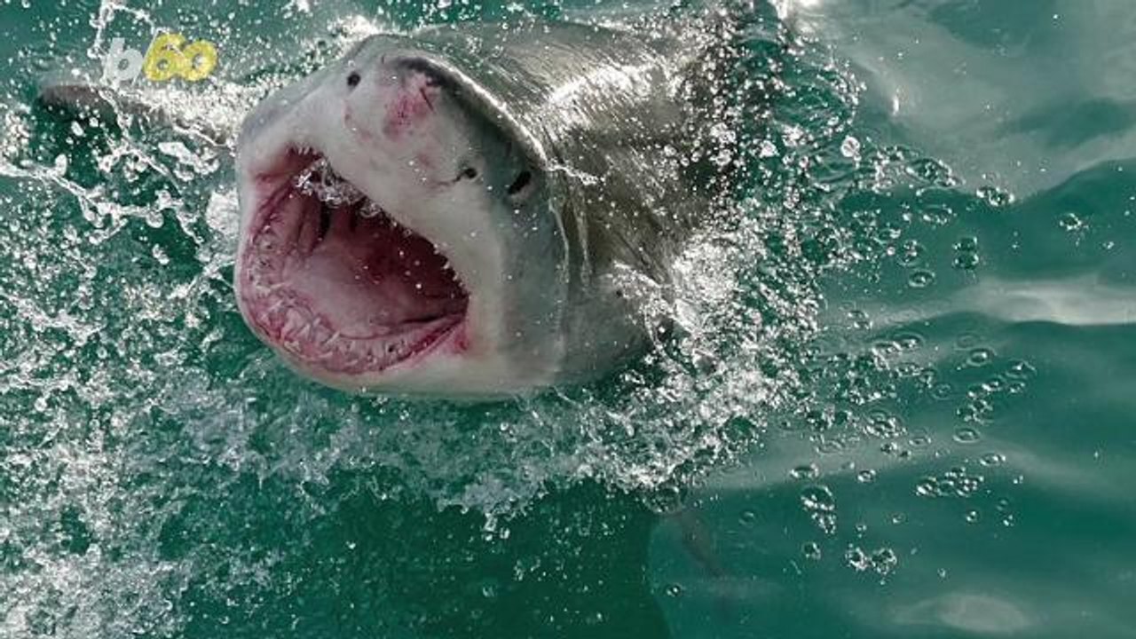 'Shark Week': A Brief History of the Summertime TV Staple