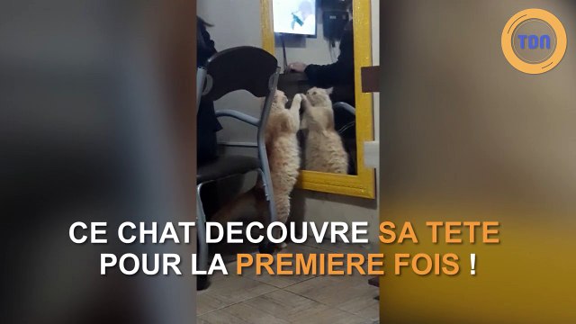 Un chat découvre son reflet dans le miroir pour la première fois