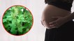 Pregnancy में तुलसी खाने के फायदे | Eating Tulsi (Holy Basil) during Pregnancy | Boldsky