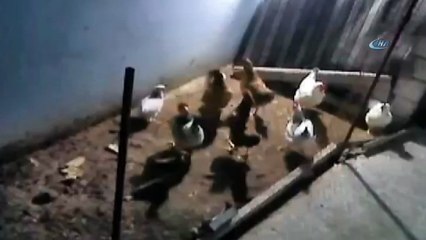 Tavuk hırsızı tilki kameralara yakalandı