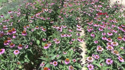 Van Prof. Dr. Tunçtürk, Bölgede Yetiştirilmeyen 70 Bitki Yetiştirdi Hd