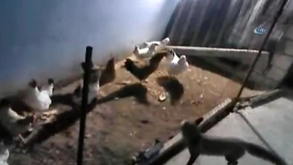 Tavuk Hırsızı Tilki Kameralara Yakalandı