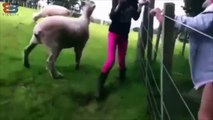 ataques de corderos cabras y ovejas ☻vas a explotar de risa