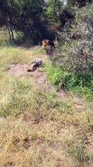 Sujan Azad Parikh - Never Show Your Back to a Lion