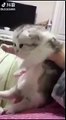 Yavrusundan ayrılmak istemeyen Çinli kedi