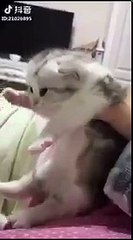 Yavrusundan ayrılmak istemeyen Çinli kedi