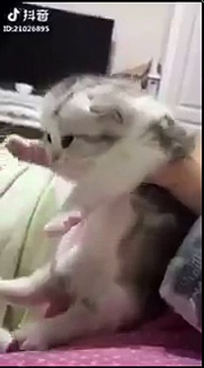 Yavrusundan ayrılmak istemeyen Çinli kedi
