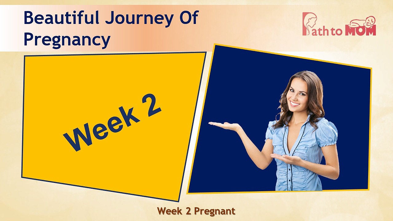 Pregnancy Week By Week | 2 Weeks Pregnant | Pregnancy Stages & Fetal Development