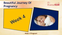 Pregnancy Week By Week | 4 Weeks Pregnant | Pregnancy Stages & Fetal Development