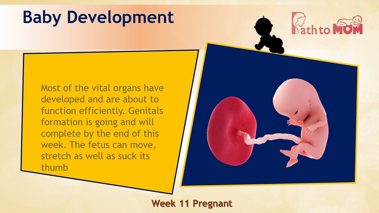 Pregnancy Week By Week | 11 Weeks Pregnant | Pregnancy Stages & Fetal Development