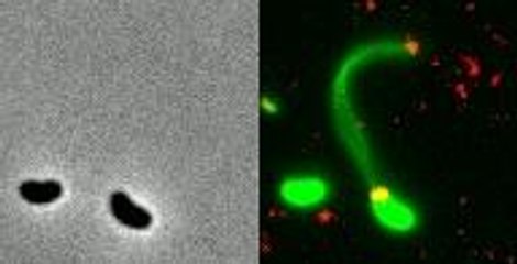 Les bactéries aspirent l'ADN pour évoluer !