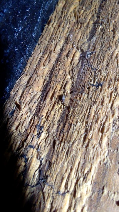 Live Woodworm