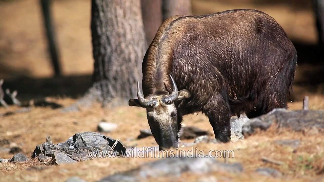 Bhutan Takin Budorcas taxicolor whitei national animal of Bhutan