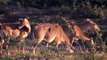 Blackbuck antelope feed in browned post monsoon grassland outside Jodhpur