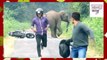 Elephants attacks human in Indian forest - Animal attacks human - Animals attack video