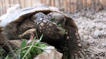 Turtle repeatedly wipes face when chewing on leaf