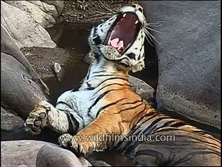 One yawn after another - Kanha tiger feels sleepy