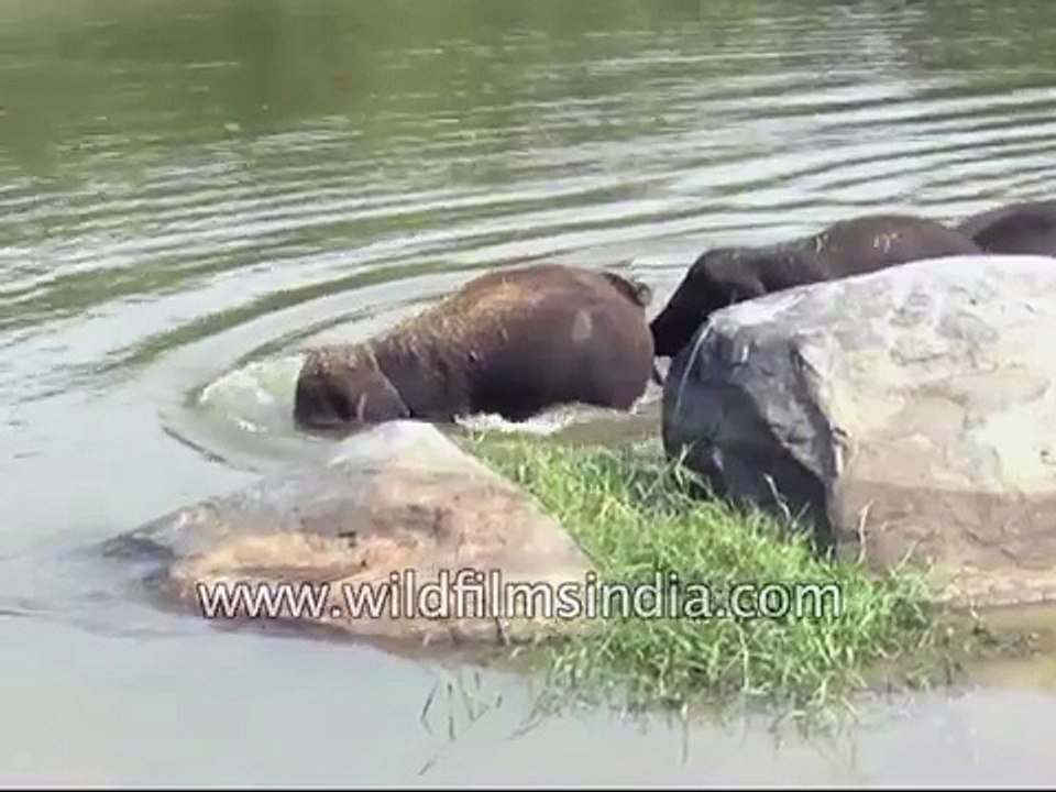 Wild Elephants bathe swim and push each other playfully in Karnataka river