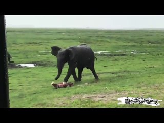 Dünya’ya Yeni Gelen Fil Yavrusunu Selamlayan ve Anında Korumaya Alan Fil Sürüsü