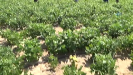 Niğde'de Yerli Barbunya Ekimi Yapıldı