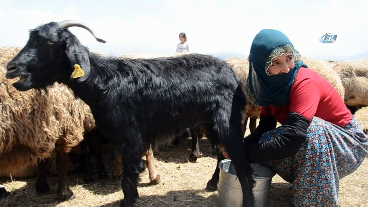 Yaz tatilinde süt sağım mesaisi