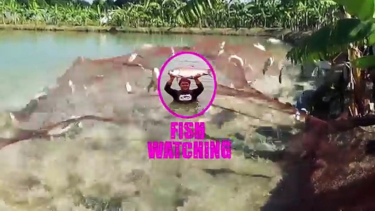 Best Catla Fishing Videos By Primitive Fish Hunter