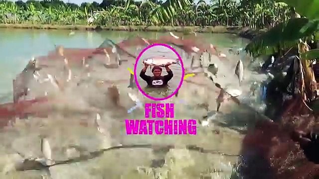 Big Common Carp Fishing Videos By Fish Watching