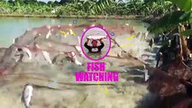 Big Knife Fish Catching Videos By Fish Watching